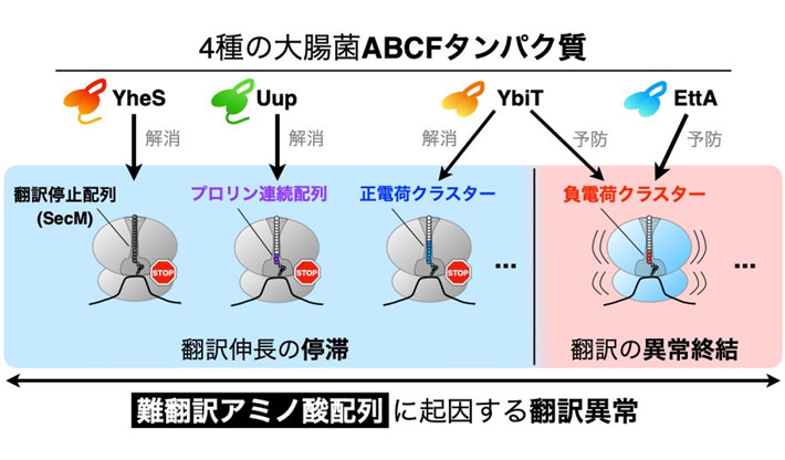 図1 大腸菌ABCFタンパク質群による「難翻訳」配列の合成促進 